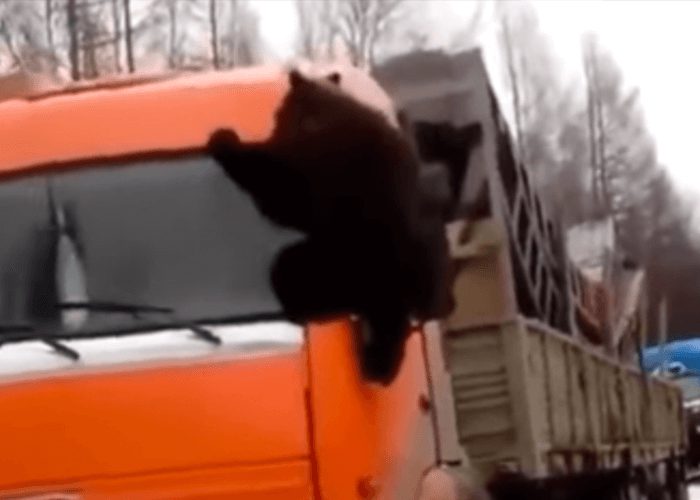 VIDEO: Big Bear Clings To Truck