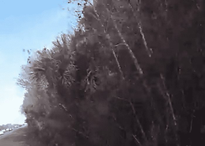 Steer Tire Blowout Sends Trucker Into Trees