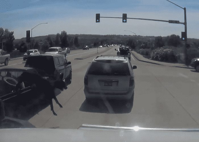 VIDEO: Dog Narrowly Escapes After Three Vehicle Collision