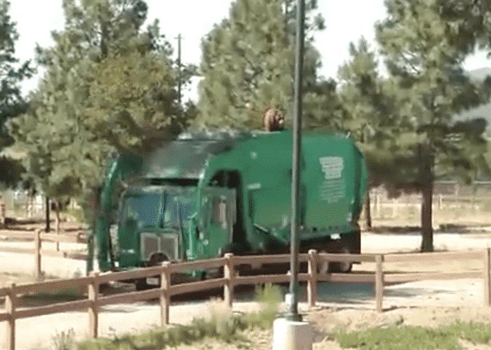 VIDEO: Bear Goes For Joy Ride On Garbage Truck