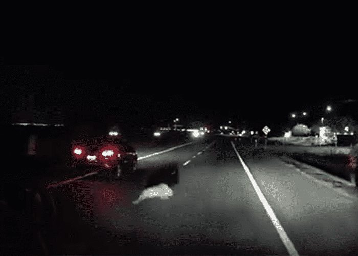 VIDEO: Semi Hits Boar