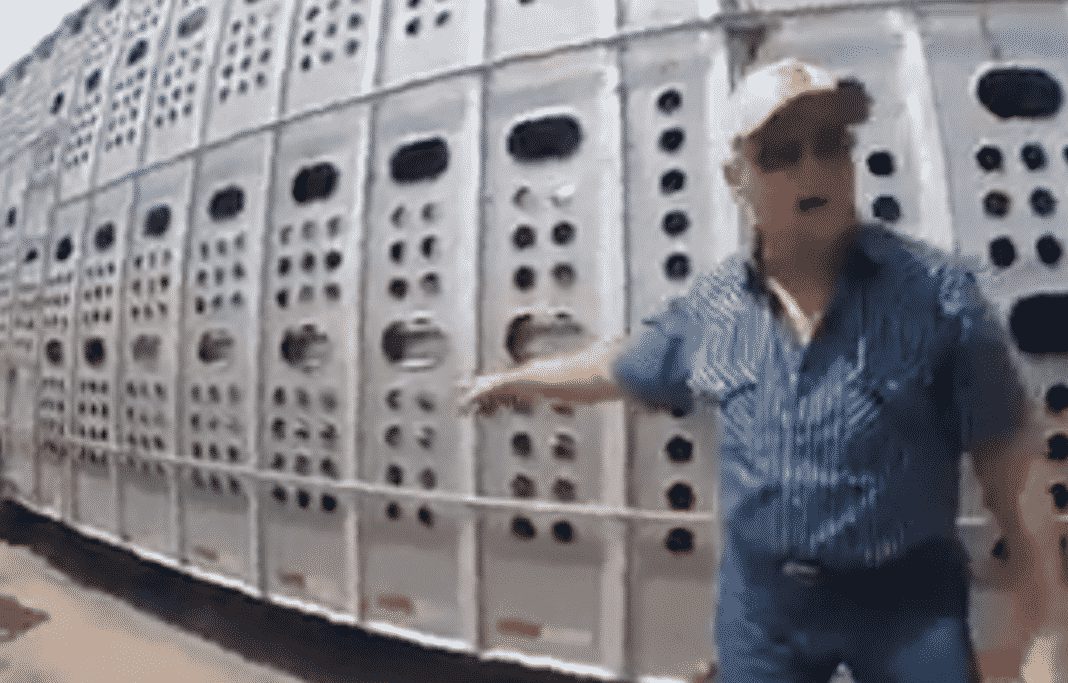 VIDEO: Animal Rights Activists Provoke Bull Haulers