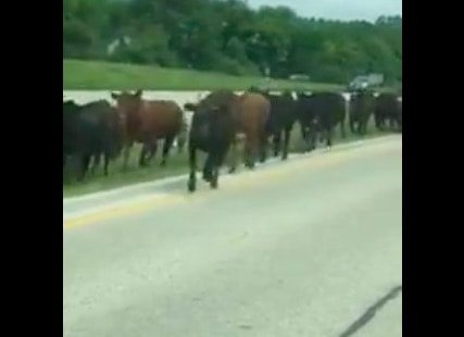VIDEO: Cattle Truck Rollover Causes Highway Stampede