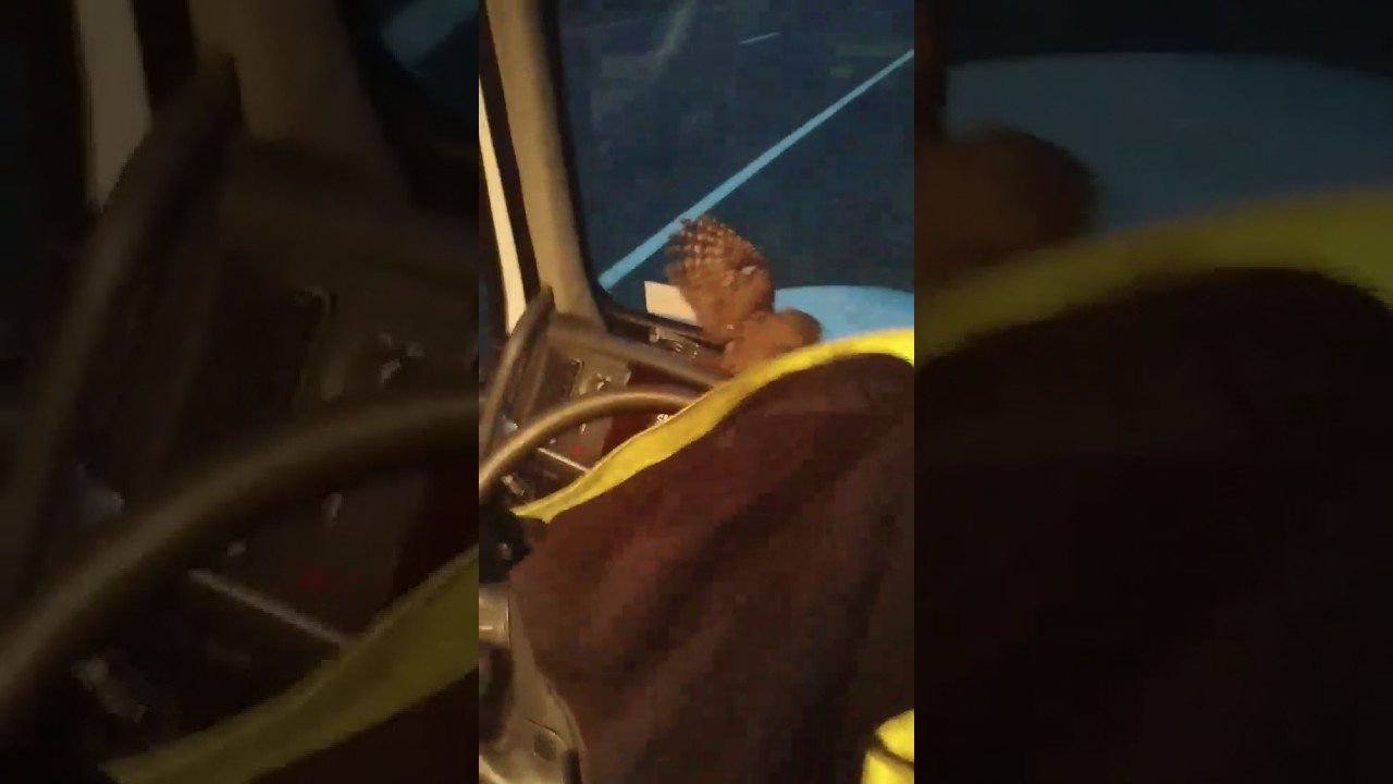 VIDEO: Trucker Vs. Owl