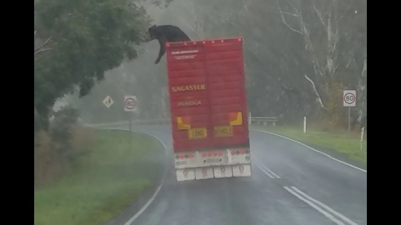 VIDEO: Cow Comes Close To Escaping From The Top Of A Moving Truck