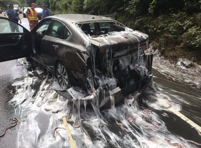 Truck Spills Slime Eels On Oregon Highway, Causing Pileup Crash