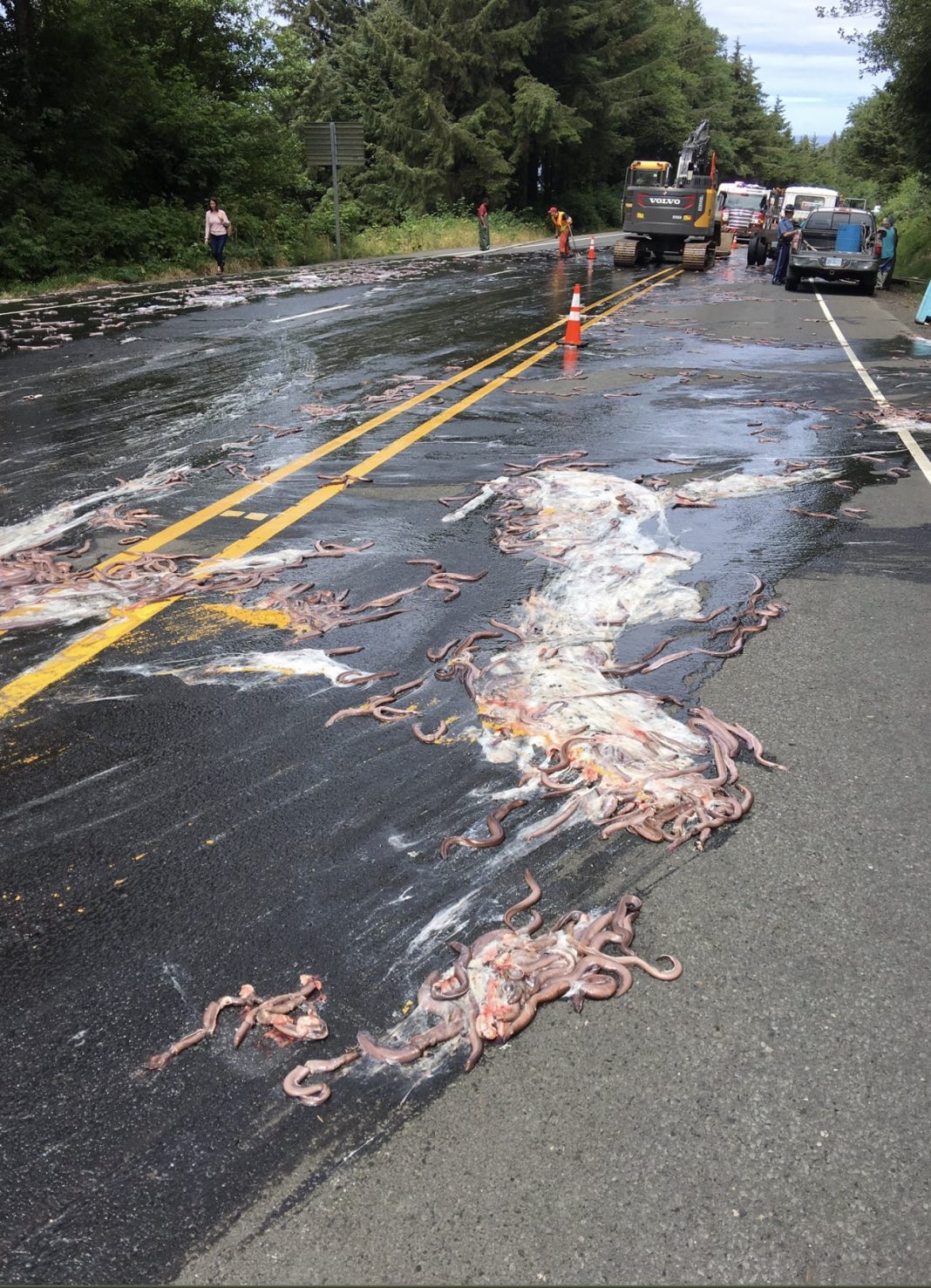 Truck Spills Slime Eels On Oregon Highway, Causing Pileup Crash