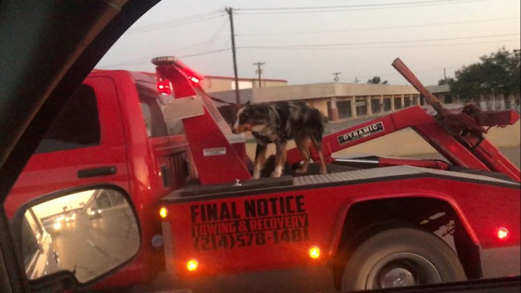 Dog riding on the back of a tow truck