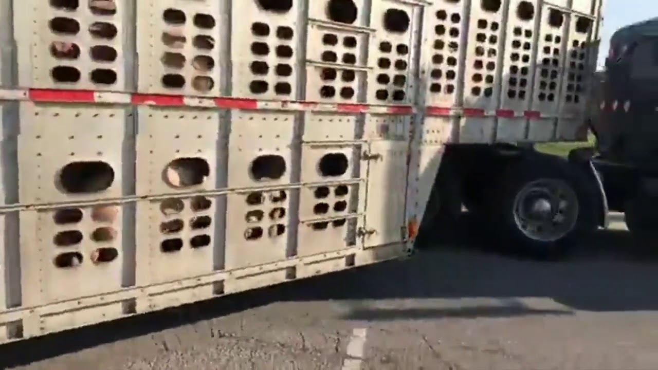 VIDEO: Truck driver refuses to stop for vegan protestors