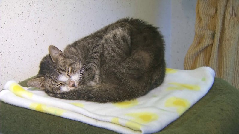 Cat found riding under truck has been missing since 4th of July