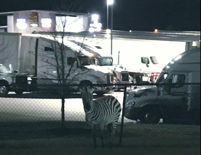 Zebra escapes from trailer at Tennessee truck stop