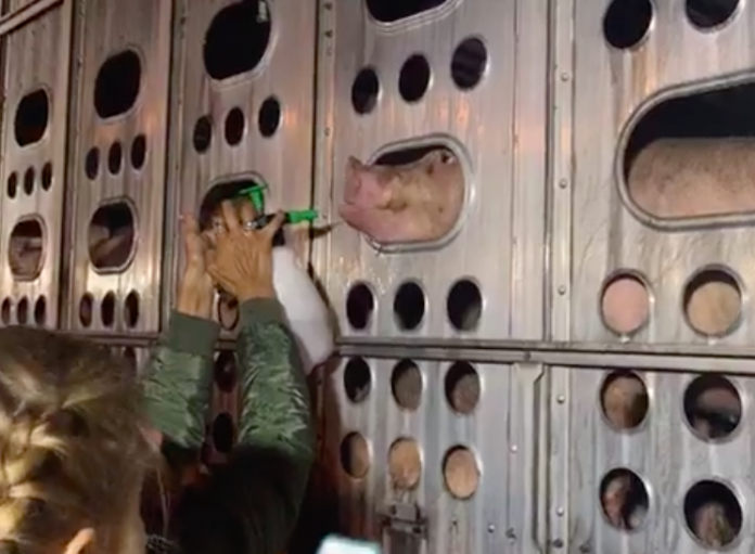 VIDEO: Vegan protesters stop trucks outside of L.A. slaughterhouse to give pigs water