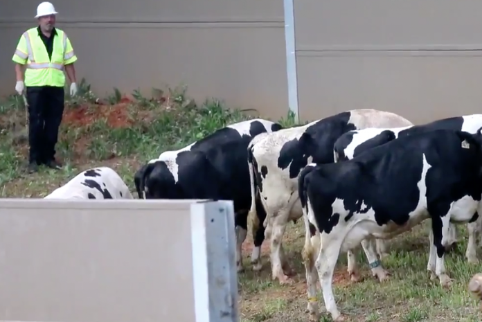 Seven cows killed in cattle truck crash that shut down I-75 in Atlanta for hours