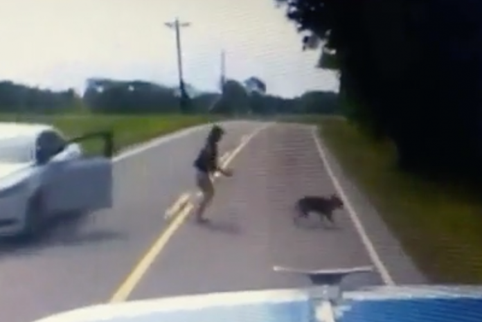 VIDEO: Truck driver swerves to avoid hitting woman trying to save turtle and dog