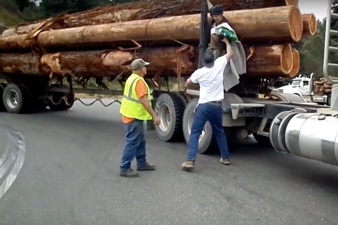 VIDEO: Trucker yanks eco-protester off of log truck