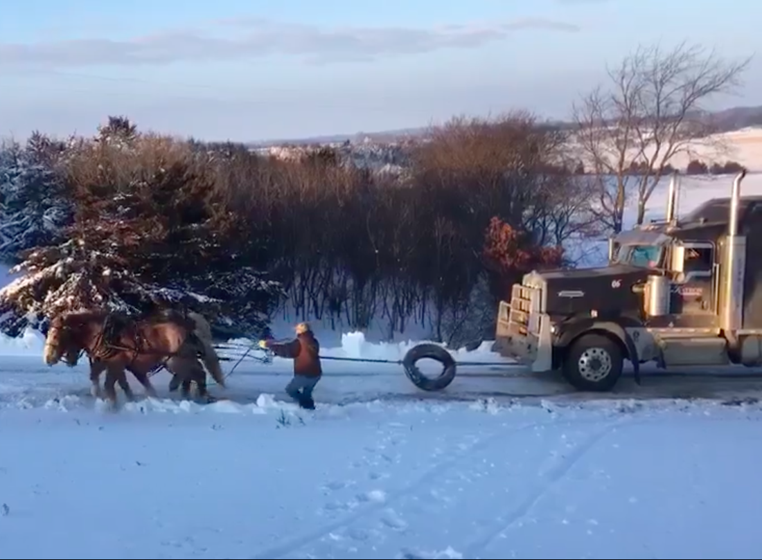 Horses pull stuck truck