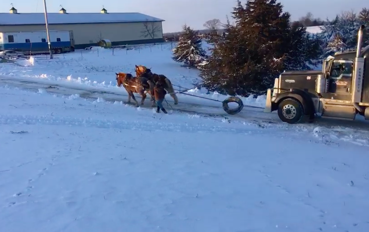 Horses Pull Semi Truck