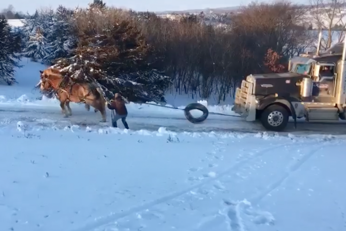 Check out this impressive display of horse power as two draft horses rescue a semi truck stuck on an icy hill in Minnesota this week.