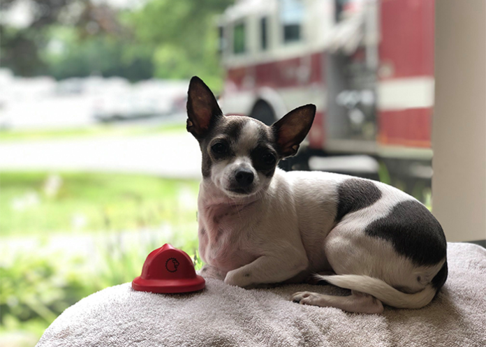A group of Connecticut firefighters stepped up to the plate to help an OTR driver's dog after her trucker dad would up in the hospital.