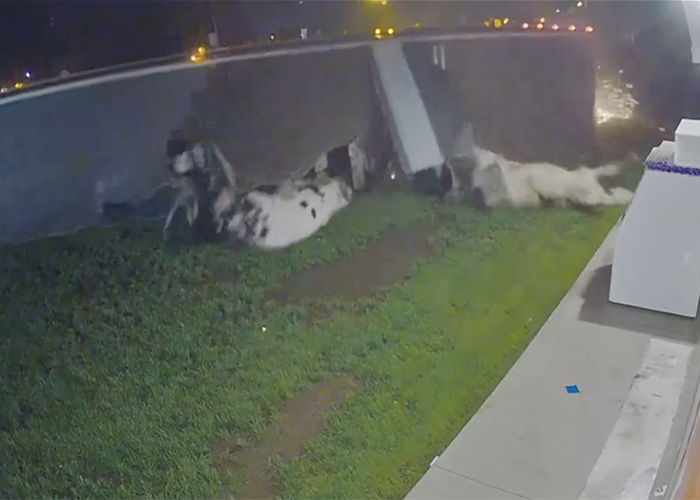 VIDEO: Cattle truck overturns on corner, launching cows across lot