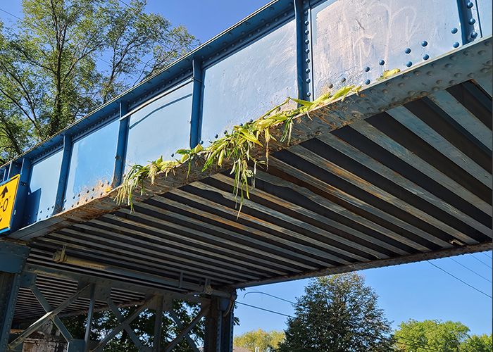 Top of truck’s sweet corn load sheared off by bridge in video