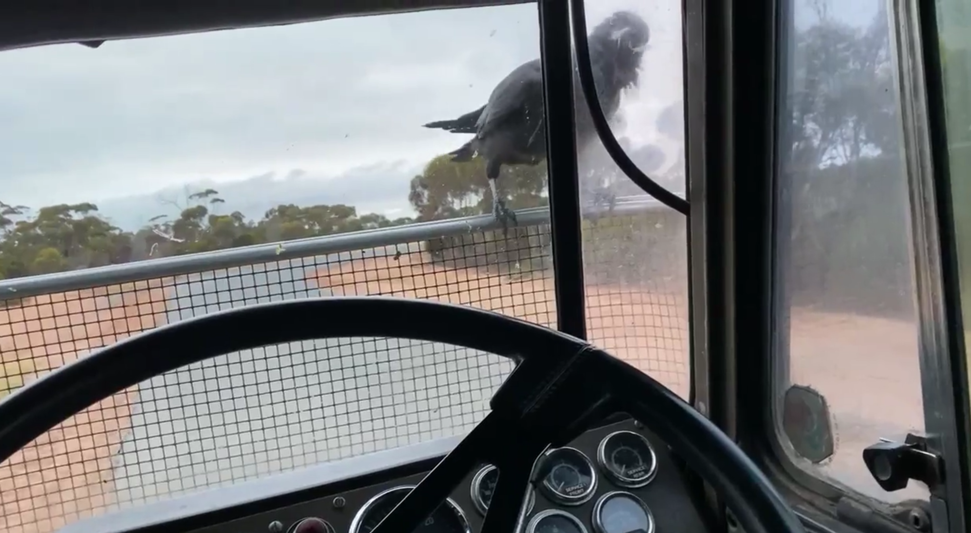 VIDEO: Driver gets a creepy (but also kind of cute?) wake-up call