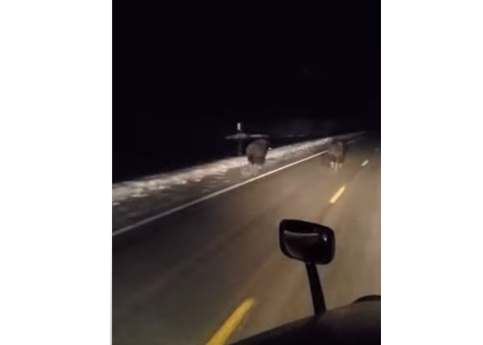 VIDEO: Trucker encounters an unusual pack of animals running alongside his semi