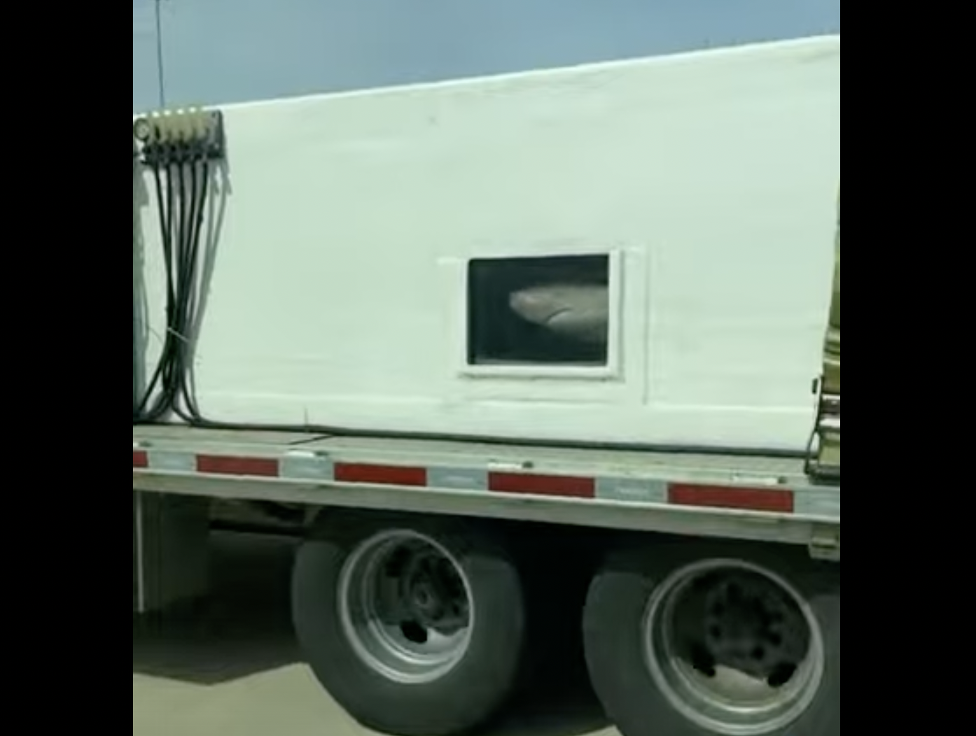VIDEO: We dare DOT to inspect this Jaws-worthy load