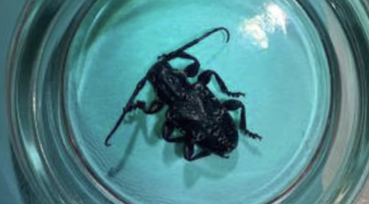 Semi truck denied entry at border for “invasive” beetle found in cargo 