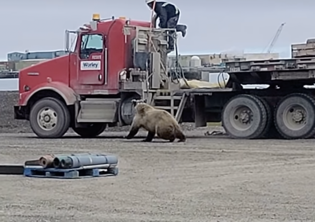 VIDEO: Worker flees to the top of a truck to avoid bears