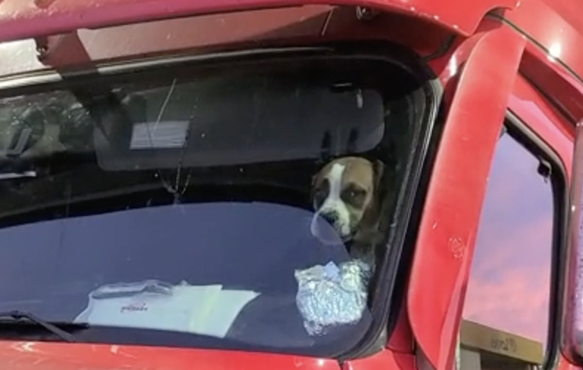 VIDEO: Furry co-pilot decides temporarily abandoned sandwich belongs to him 