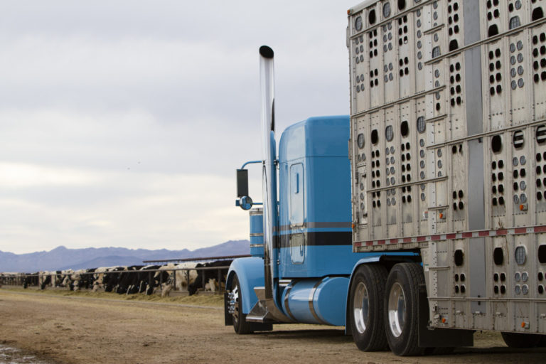 fmcsa-says-no-to-hours-of-service-exemption-for-livestock-haulers