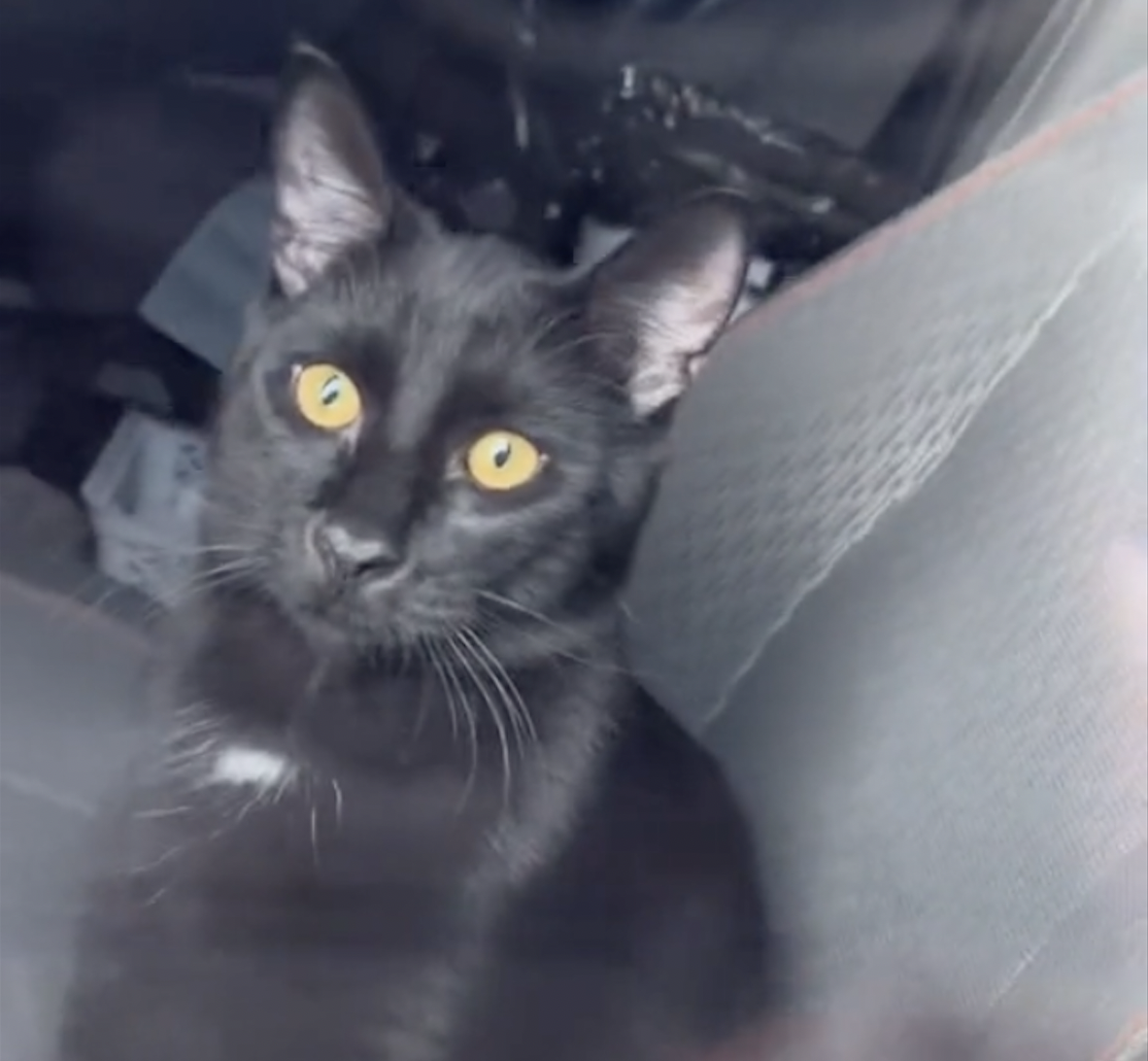 VIDEO: Kitty co-pilot locks trucker dad out of his big rig