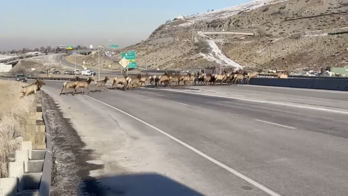 Speed limits lowered on Utah interstates due to elk collisions