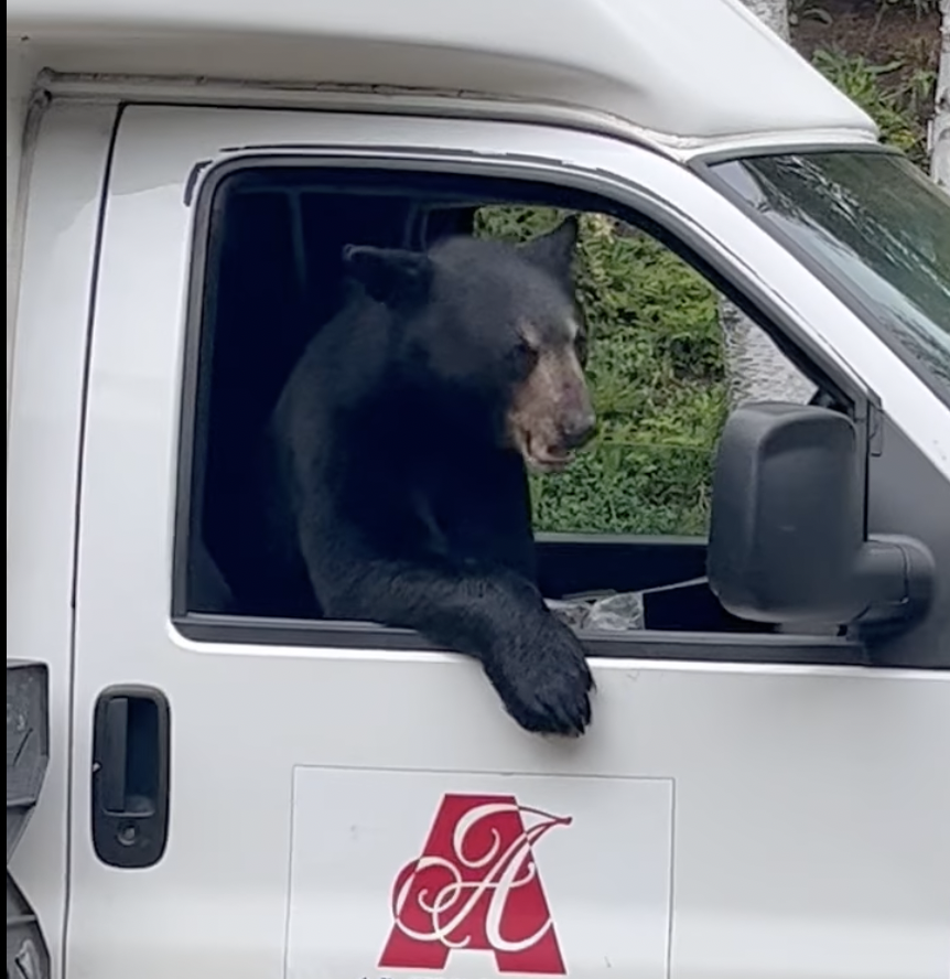 VIDEO: Big bear makes himself at home in work truck