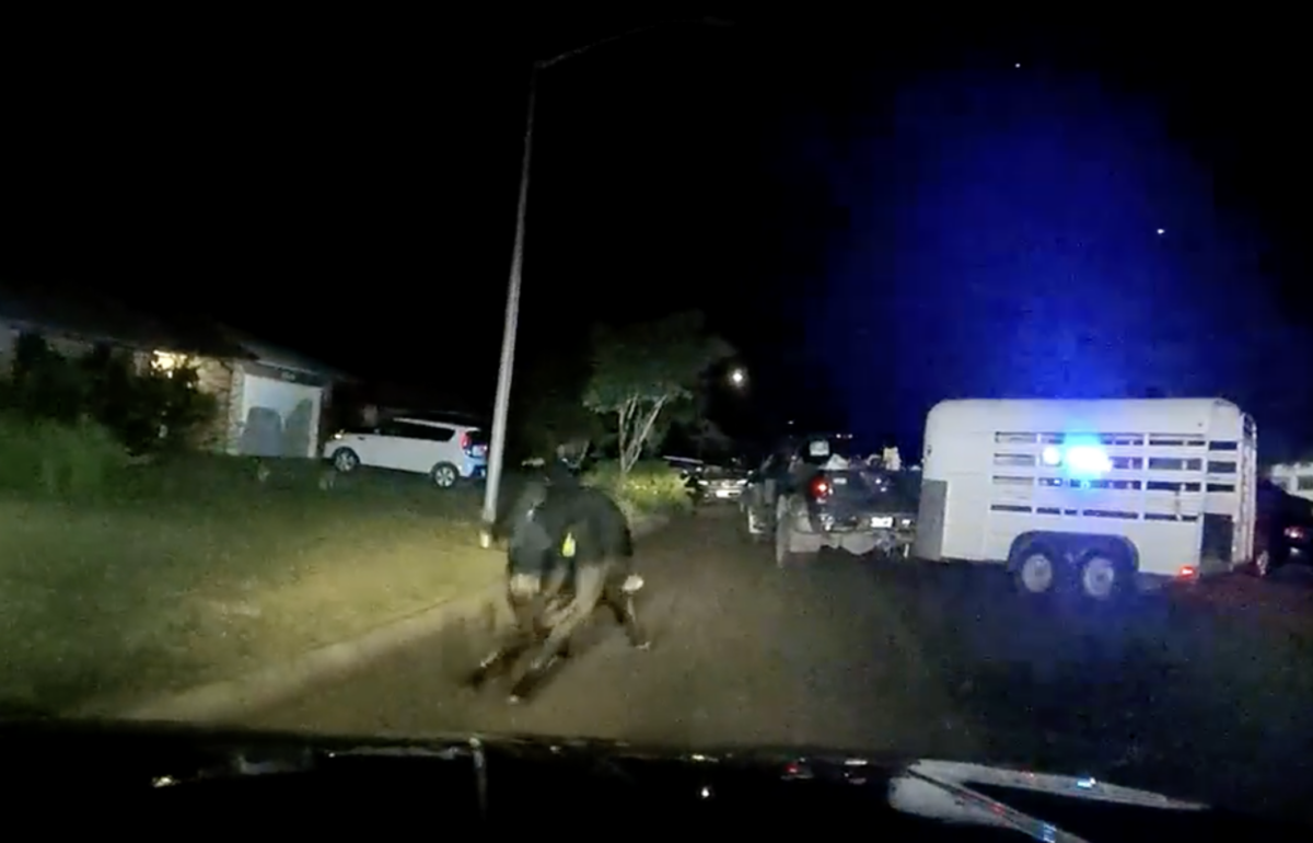 Bull breaks free from trailer while owner grabs tacos 