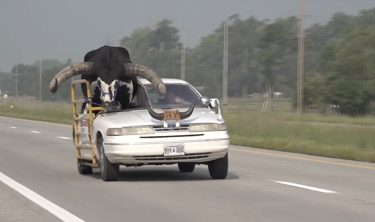 Nebraska cops say no ticket for motorist with big bull in passenger seat