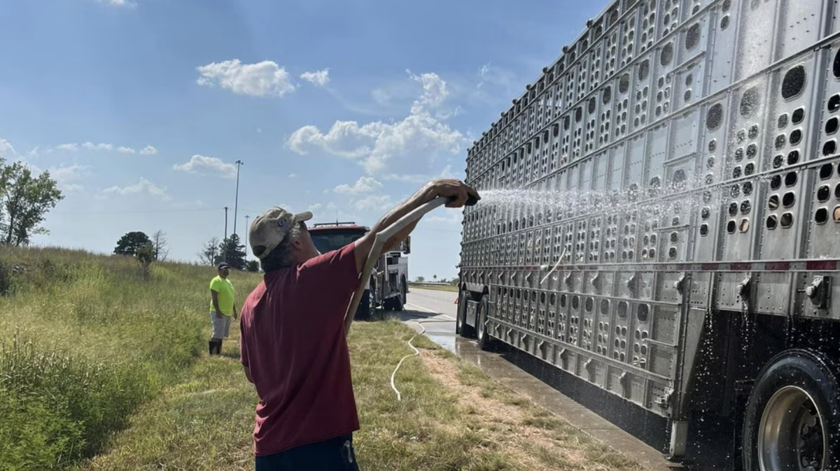 Firefighters help cool 250 pigs stranded in broken down tractor trailer