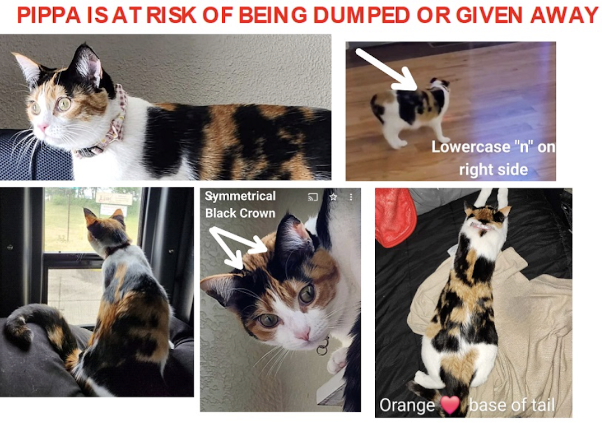 Cat stolen out of semi truck cab still missing months later