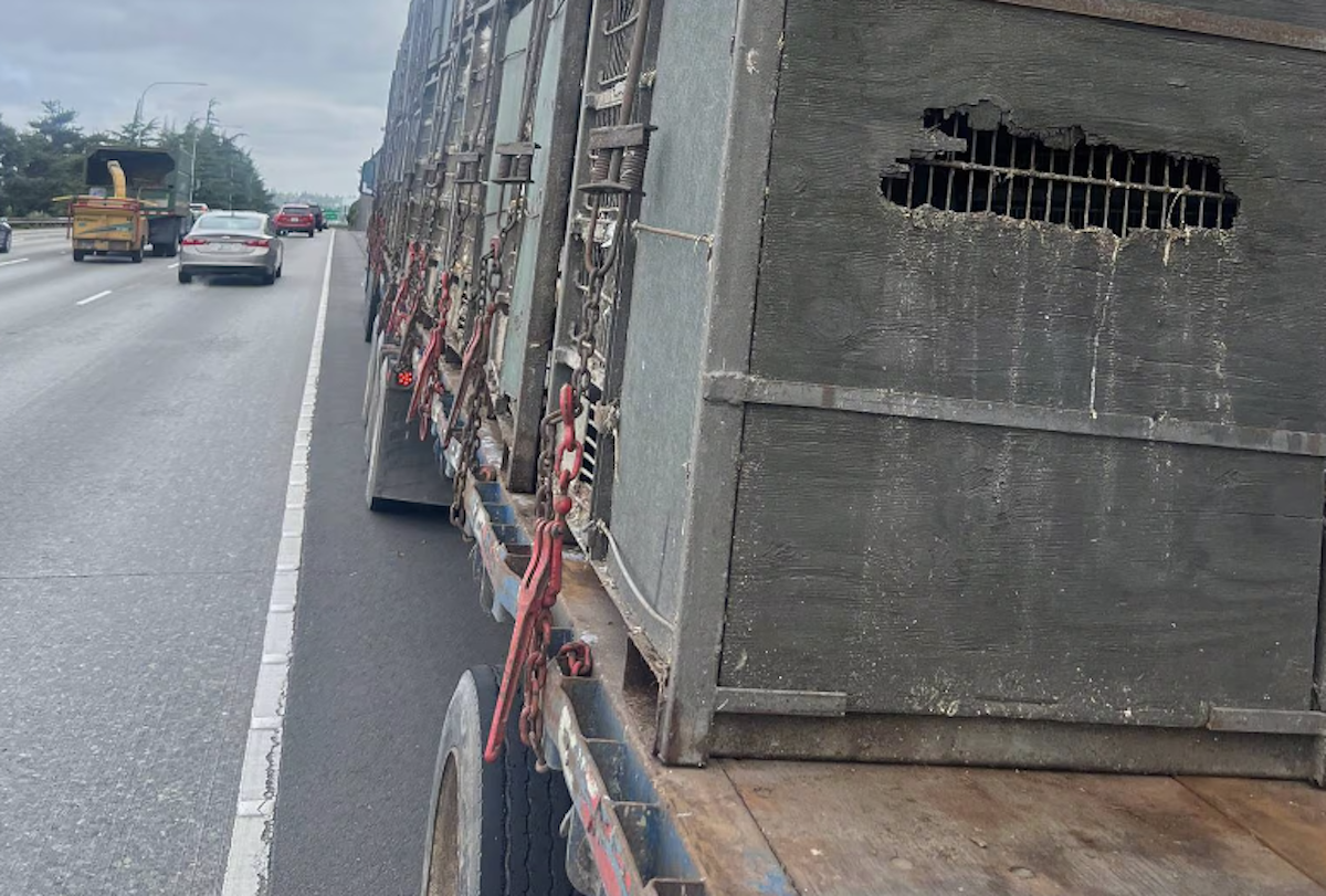 Semi truck stopped on I-5 to corral chickens escaping from trailer