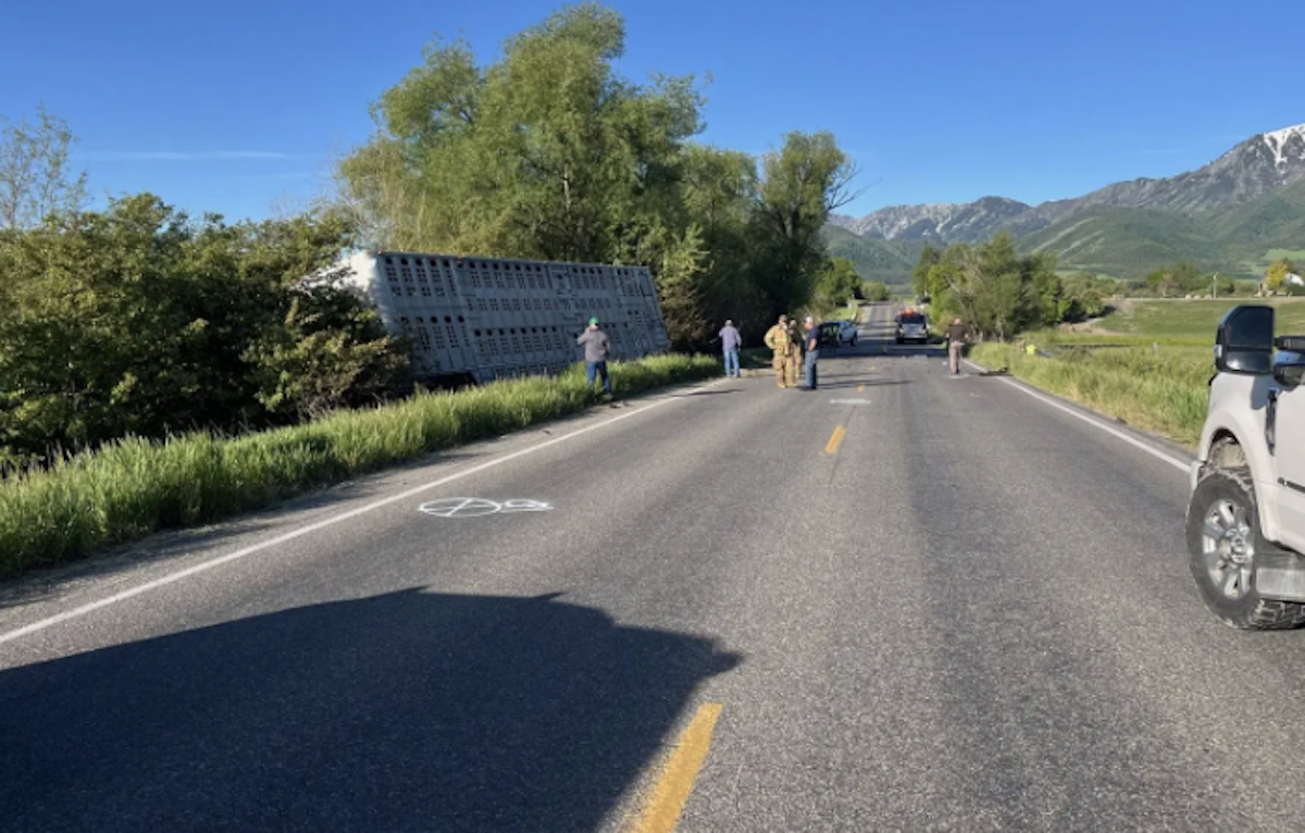 Cattle hauler keeps rig upright in fatal head-on wreck