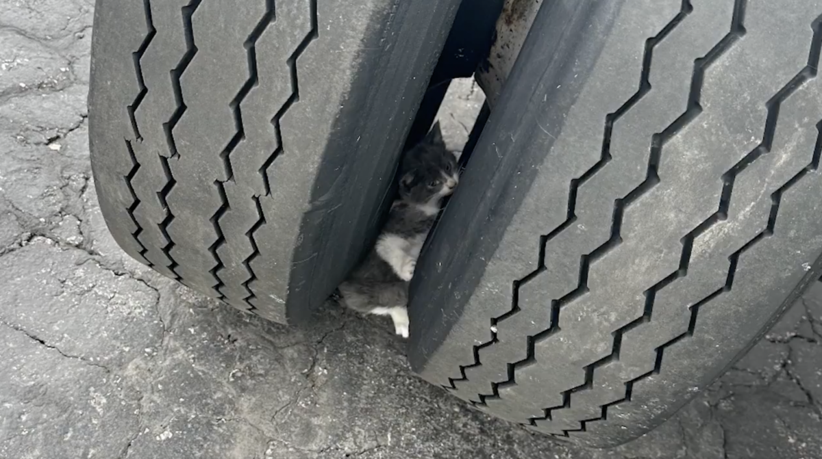 VIDEO: Kitten discovered during pre-trip inspection rescued by Ohio State Highway Patrol