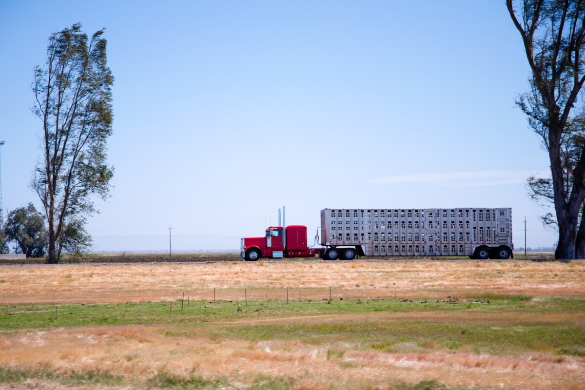 Livestock hauler seen kicking pigs off the back of the trailer leads to criminal investigation urged by PETA