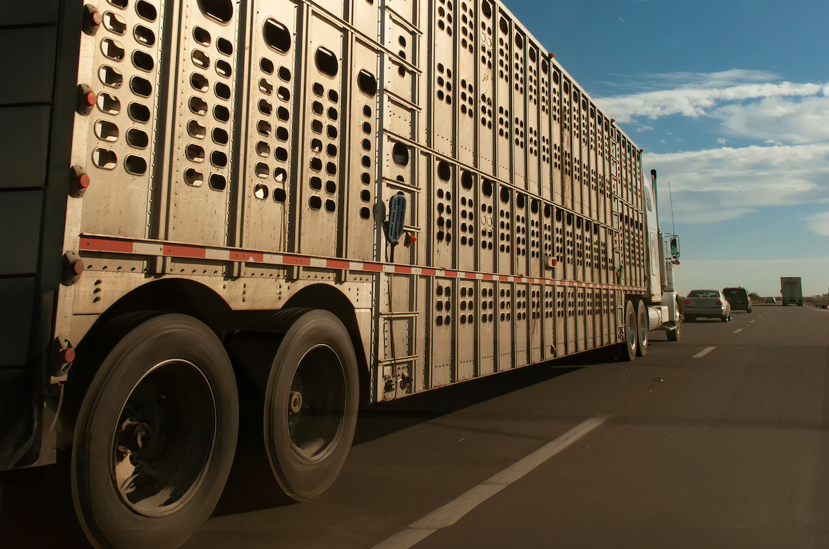 Officer attacked by cow set loose in cattle truck fire