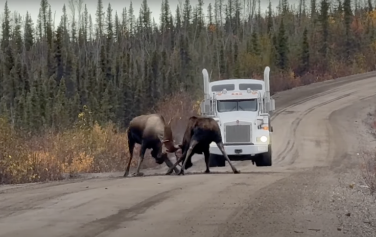 VIDEO: Big moose battle blocks trucker's route