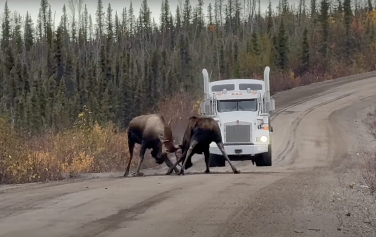 VIDEO: Big moose battle blocks trucker’s route