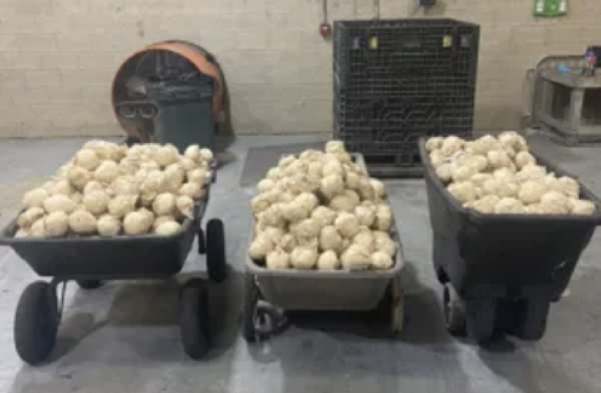 $7.5 million worth of meth found in CMV’s jicama load