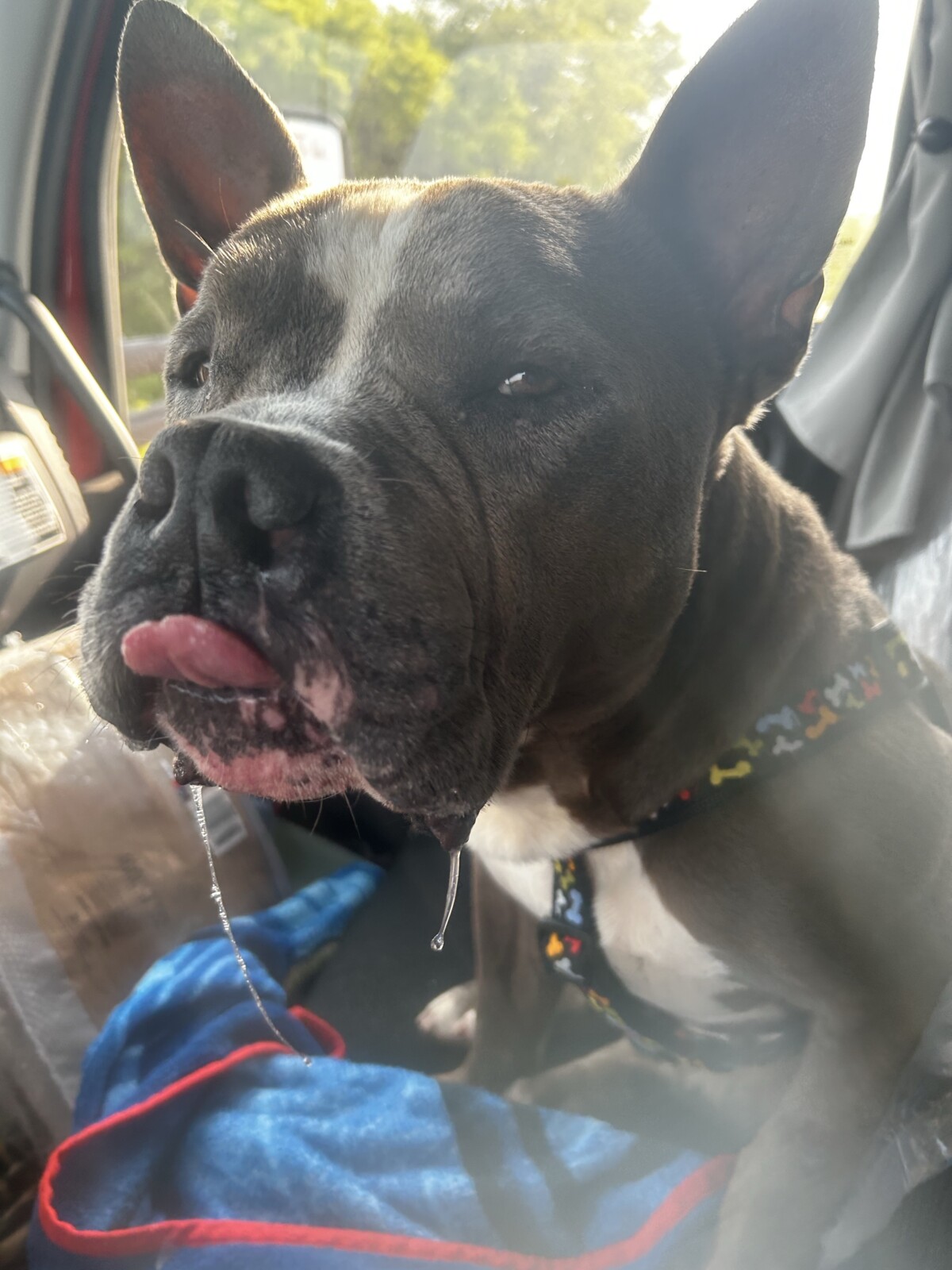 Meet The Shelter Dog Who Found a New Home on the Open Road