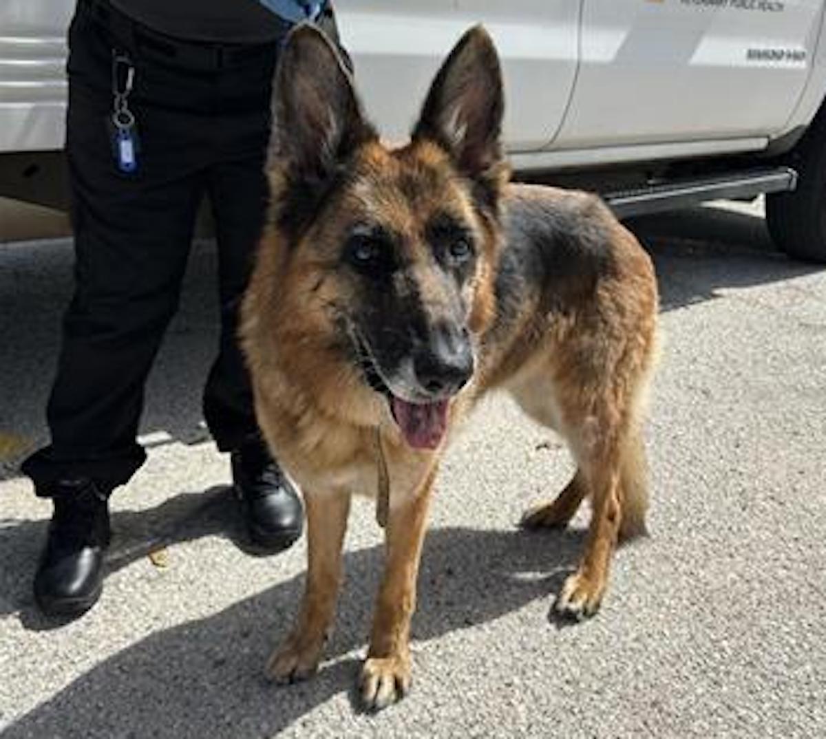 Trucking dog needs new home after being found in truck cab beside deceased driver