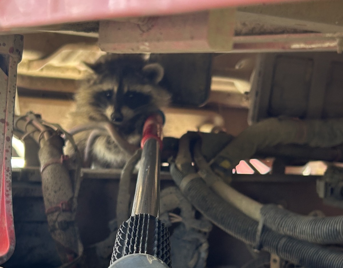 Baby raccoon rescued from semi truck engine compartment